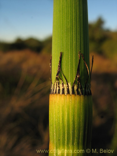 Equisetum giganteum의 사진