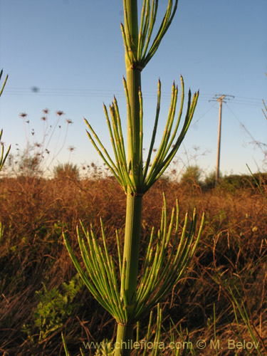 Equisetum giganteum的照片