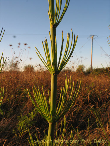 Фотография Equisetum giganteum (). Щелкните, чтобы увеличить вырез.