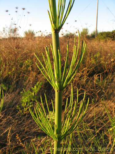 Equisetum giganteum的照片