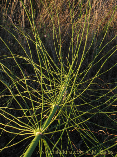 Equisetum giganteum的照片