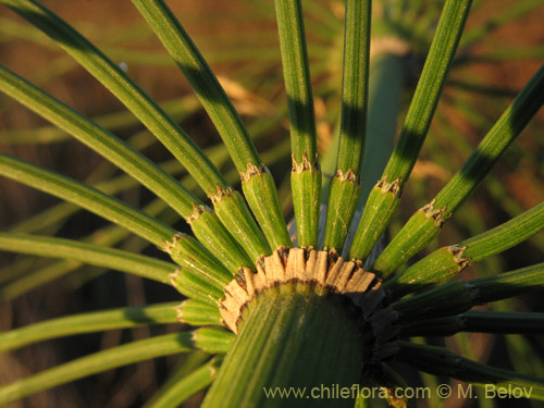 Фотография Equisetum giganteum (). Щелкните, чтобы увеличить вырез.