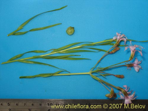 Фотография Alstroemeria revoluta (Alstroemeria). Щелкните, чтобы увеличить вырез.