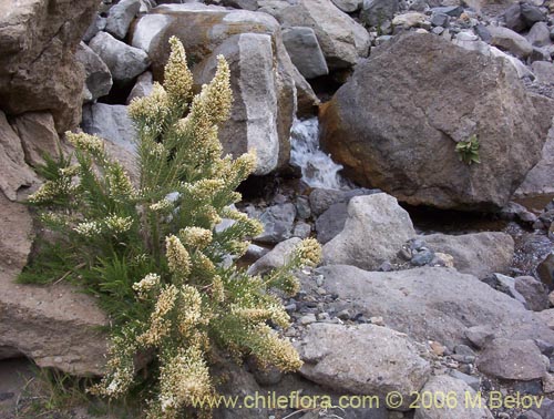 Image of Fabiana imbricata (Pichi / Peta / Romero). Click to enlarge parts of image.