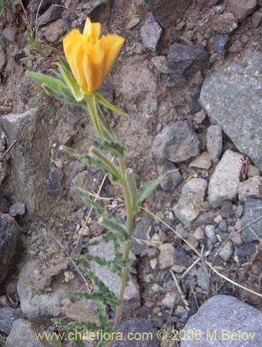 Фотография Oenothera mollissima (). Щелкните, чтобы увеличить вырез.