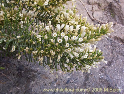 Image of Fabiana imbricata (Pichi / Peta / Romero). Click to enlarge parts of image.