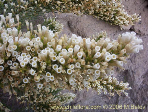 Image of Fabiana imbricata (Pichi / Peta / Romero). Click to enlarge parts of image.