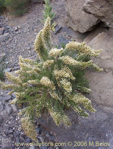 Imágen de Fabiana imbricata (Pichi / Peta / Romero). Haga un clic para aumentar parte de imágen.