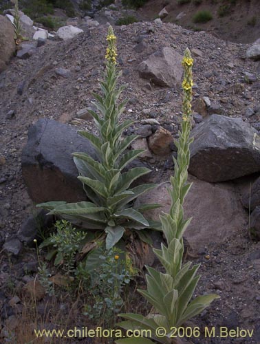 Фотография Verbascum thapsus (Hierba del Paño). Щелкните, чтобы увеличить вырез.