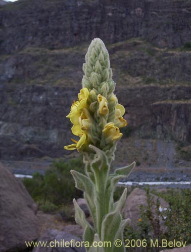 Verbascum thapsus의 사진