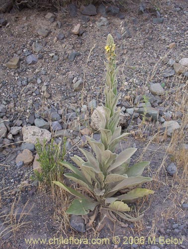 Image of Verbascum thapsus (Hierba del Paño). Click to enlarge parts of image.