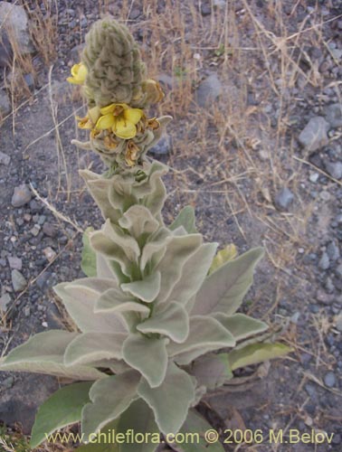 Bild von Verbascum thapsus (Hierba del Paño). Klicken Sie, um den Ausschnitt zu vergrössern.