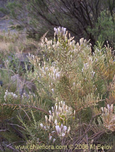 Image of Fabiana imbricata (Pichi / Peta / Romero). Click to enlarge parts of image.