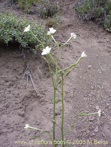 Imágen de Nicotiana acuminata (Tabaco del cerro / Tabaco silvestre). Haga un clic para aumentar parte de imágen.