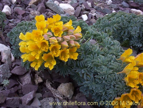 Imágen de Tropaeolum polyphyllum (Soldadito grande de la cordillera). Haga un clic para aumentar parte de imágen.