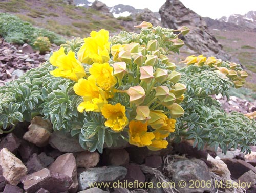 Imágen de Tropaeolum polyphyllum (Soldadito grande de la cordillera). Haga un clic para aumentar parte de imágen.