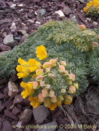 Imágen de Tropaeolum polyphyllum (Soldadito grande de la cordillera). Haga un clic para aumentar parte de imágen.