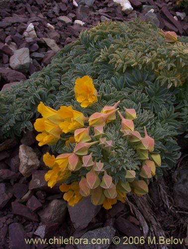 Image of Tropaeolum polyphyllum (Soldadito grande de la cordillera). Click to enlarge parts of image.