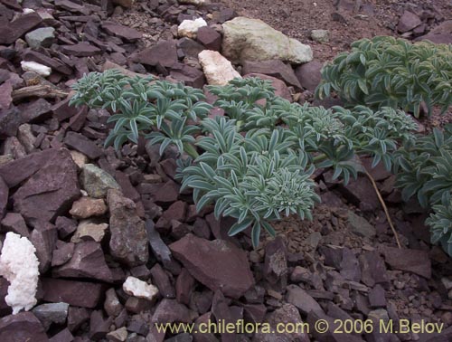 Фотография Tropaeolum polyphyllum (Soldadito grande de la cordillera). Щелкните, чтобы увеличить вырез.