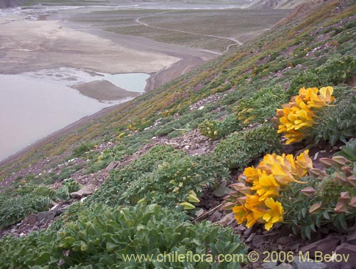 Фотография Tropaeolum polyphyllum (Soldadito grande de la cordillera). Щелкните, чтобы увеличить вырез.