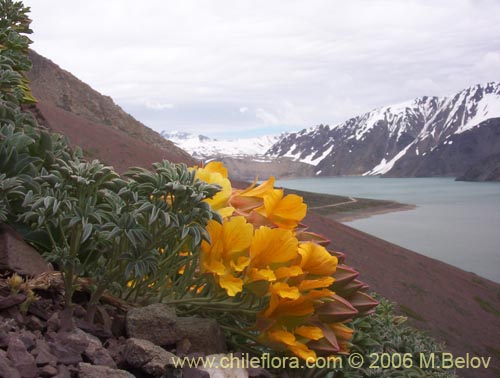 Фотография Tropaeolum polyphyllum (Soldadito grande de la cordillera). Щелкните, чтобы увеличить вырез.