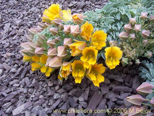 Image of Tropaeolum polyphyllum (Soldadito grande de la cordillera). Click to enlarge parts of image.