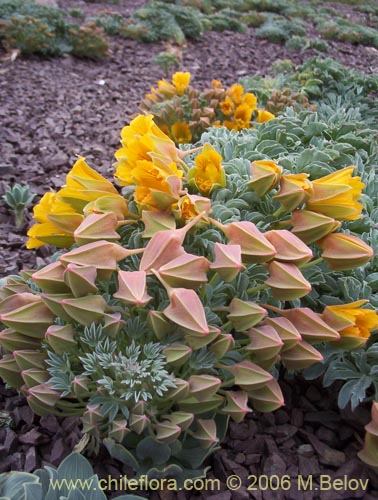 Фотография Tropaeolum polyphyllum (Soldadito grande de la cordillera). Щелкните, чтобы увеличить вырез.