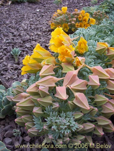 Image of Tropaeolum polyphyllum (Soldadito grande de la cordillera). Click to enlarge parts of image.