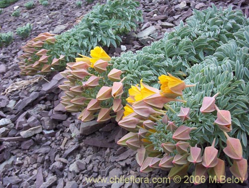 Image of Tropaeolum polyphyllum (Soldadito grande de la cordillera). Click to enlarge parts of image.