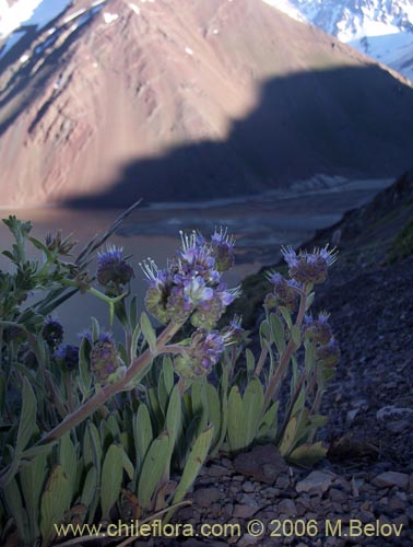 Image of Phacelia secunda (Flor de la cuncuna). Click to enlarge parts of image.