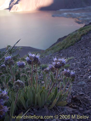 Image of Phacelia secunda (Flor de la cuncuna). Click to enlarge parts of image.