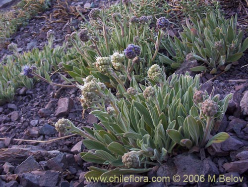 Imágen de Phacelia secunda (Flor de la cuncuna). Haga un clic para aumentar parte de imágen.