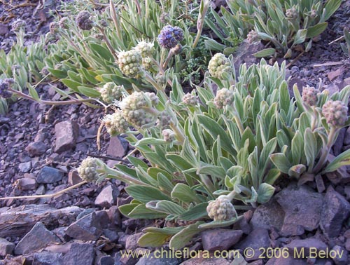 Image of Phacelia secunda (Flor de la cuncuna). Click to enlarge parts of image.