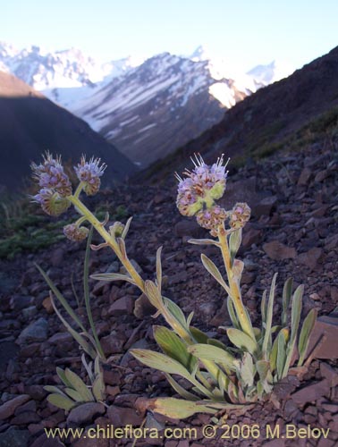 Image of Phacelia secunda (Flor de la cuncuna). Click to enlarge parts of image.