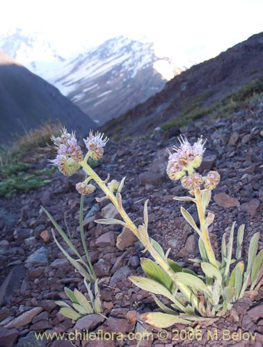 Image of Phacelia secunda (Flor de la cuncuna). Click to enlarge parts of image.