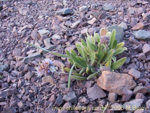 Image of Phacelia secunda (Flor de la cuncuna). Click to enlarge parts of image.