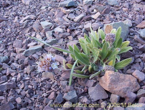 Image of Phacelia secunda (Flor de la cuncuna). Click to enlarge parts of image.