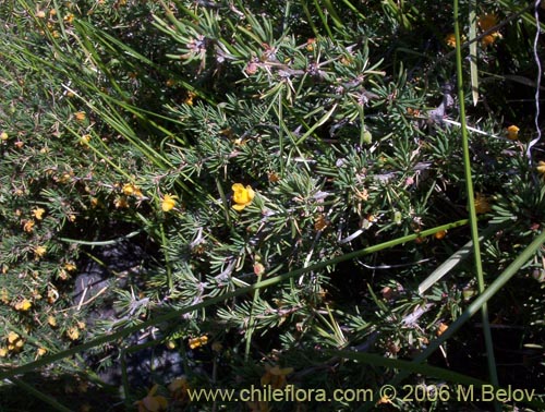 Image of Berberis empetrifolia (Uva de la cordillera / Palo amarillo). Click to enlarge parts of image.