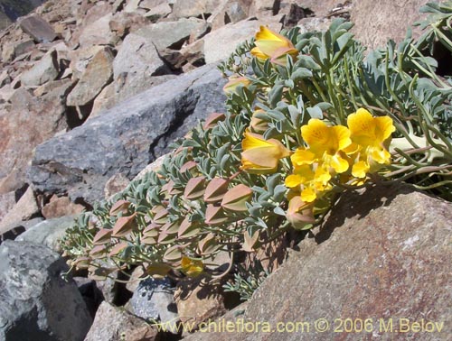 Фотография Tropaeolum polyphyllum (Soldadito grande de la cordillera). Щелкните, чтобы увеличить вырез.