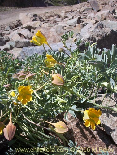 Image of Tropaeolum polyphyllum (Soldadito grande de la cordillera). Click to enlarge parts of image.