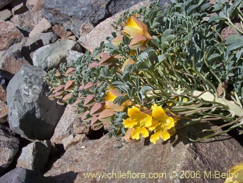 Image of Tropaeolum polyphyllum (Soldadito grande de la cordillera). Click to enlarge parts of image.