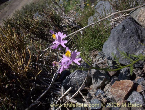 Bild von Schizanthus hookerii (Mariposita). Klicken Sie, um den Ausschnitt zu vergrössern.