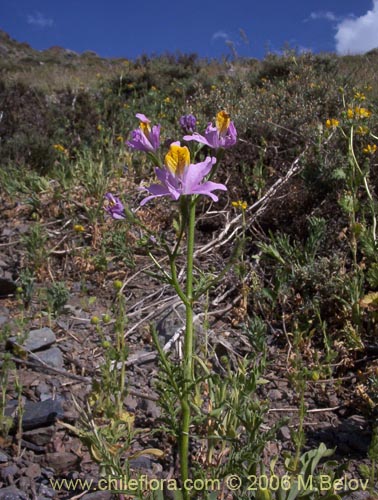 Bild von Schizanthus hookerii (Mariposita). Klicken Sie, um den Ausschnitt zu vergrössern.