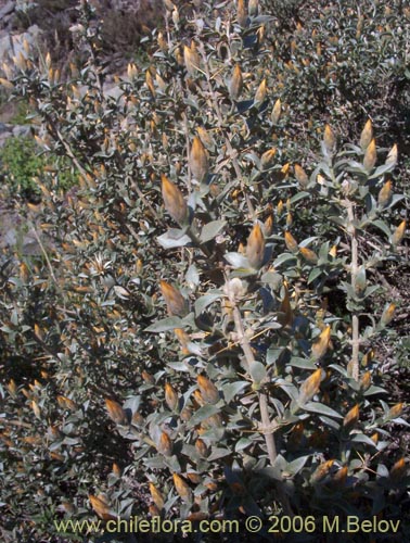 Image of Chuquiraga oppositifolia (Hierba blanca). Click to enlarge parts of image.