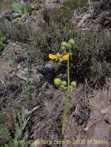 Imágen de Scyphanthus elegans (Monjita). Haga un clic para aumentar parte de imágen.