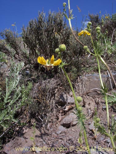 Imágen de Scyphanthus elegans (Monjita). Haga un clic para aumentar parte de imágen.