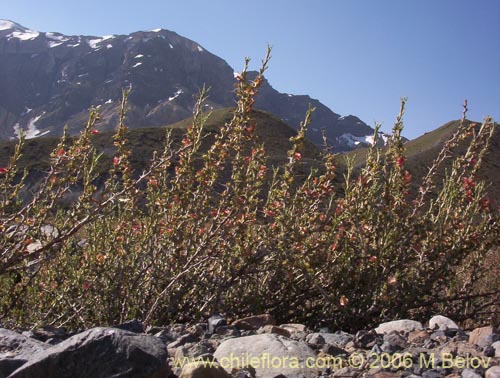 Фотография Tetraglochin alatum (Horizonte / Caulia). Щелкните, чтобы увеличить вырез.