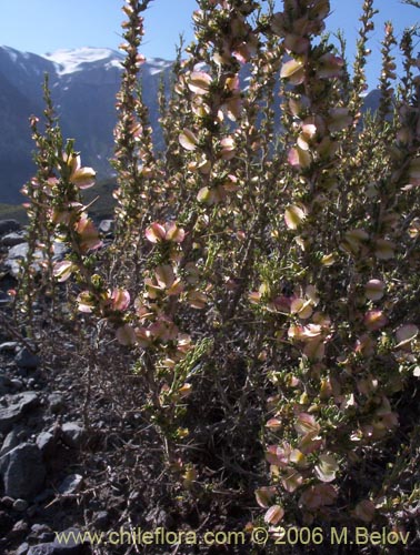 Фотография Tetraglochin alatum (Horizonte / Caulia). Щелкните, чтобы увеличить вырез.