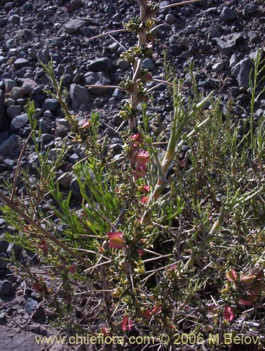 Фотография Tetraglochin alatum (Horizonte / Caulia). Щелкните, чтобы увеличить вырез.