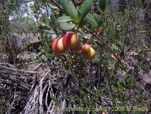 Image of Guindilia trinervis (Guindilla). Click to enlarge parts of image.